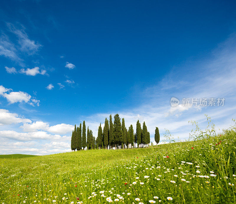 意大利托斯卡纳瓦尔德奥西亚的柏树、草地和天空景观