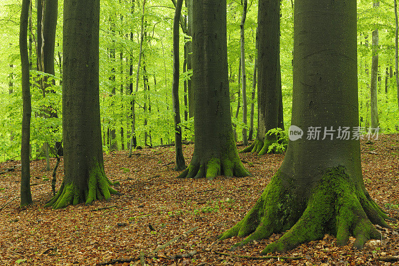 茂密的森林巨大的山毛榉树在春天