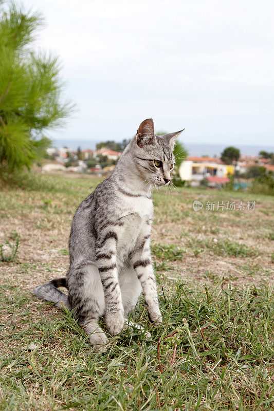 小花猫在草地上