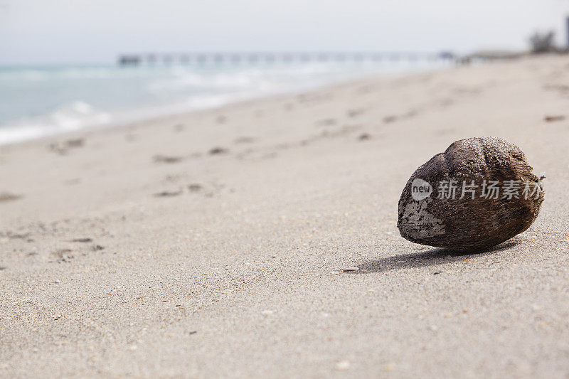 热带海滩上的老椰子