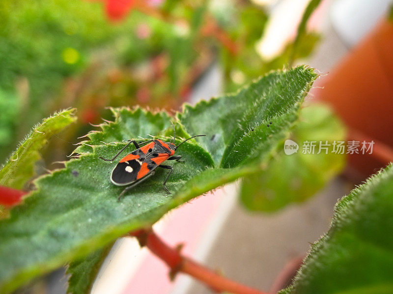 植物上昆虫特写镜头