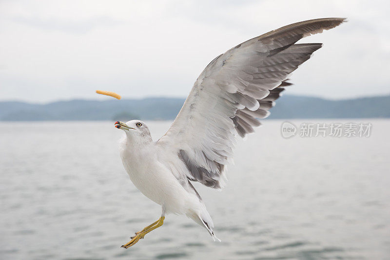 海鸥在天空中飞翔