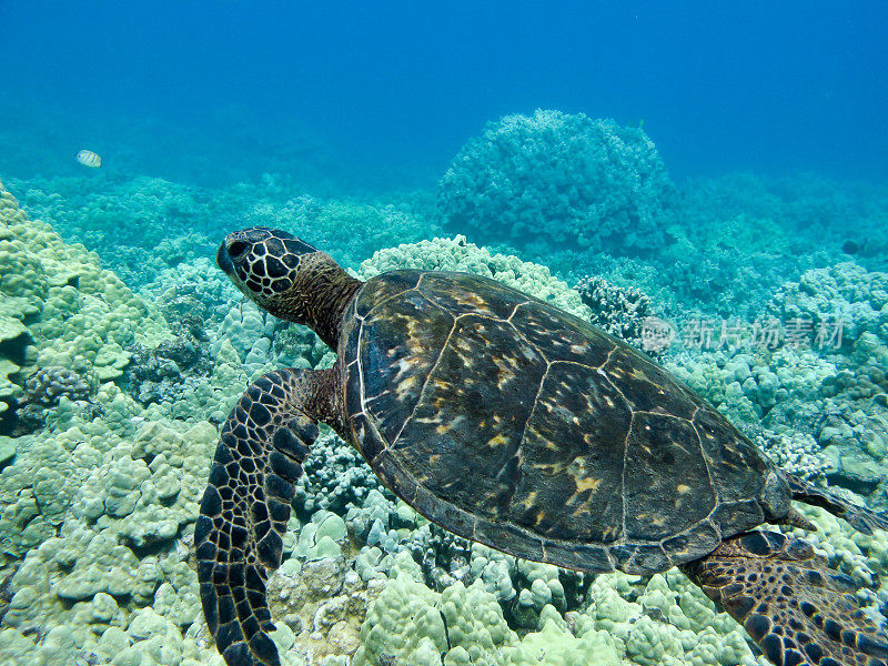 海龟在海里游泳