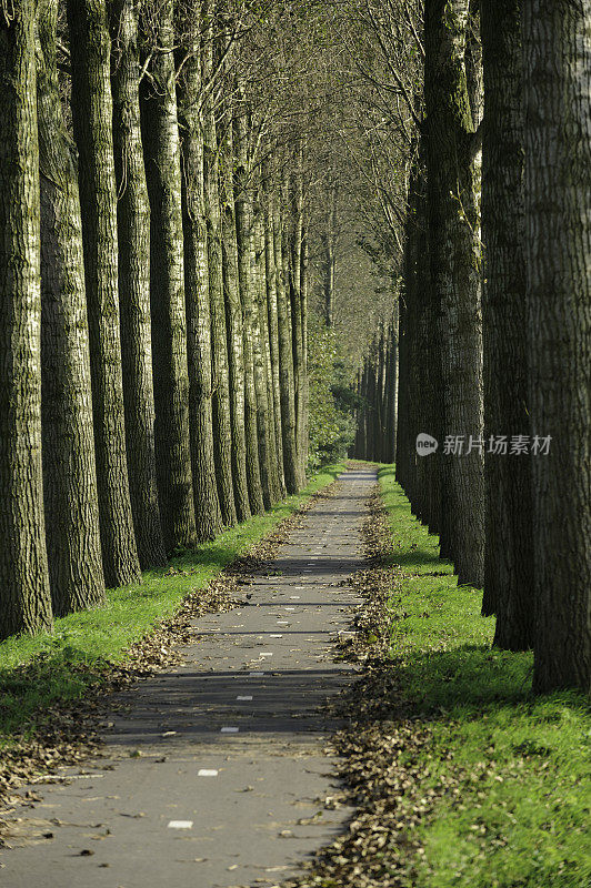 荷兰的自行车道，两边都是树