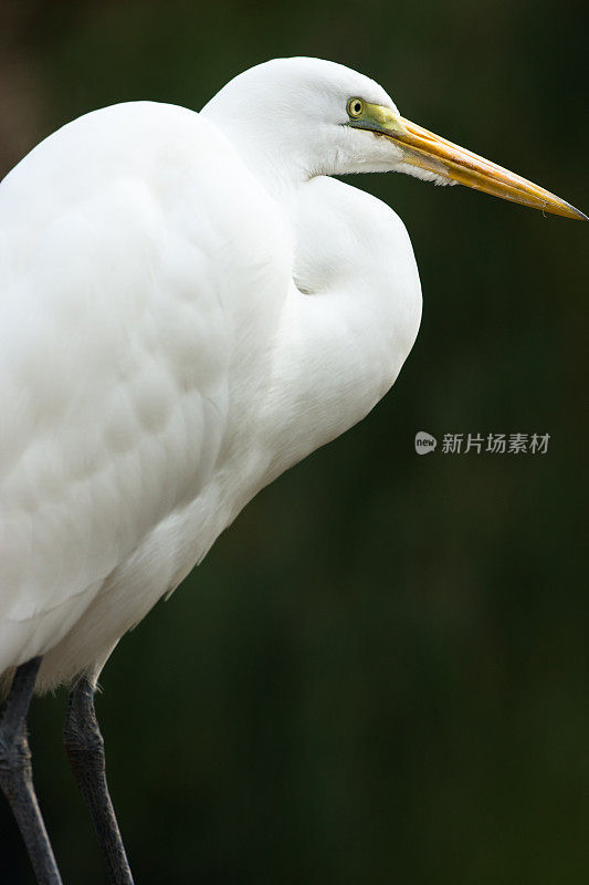 大白白鹭的肖像。