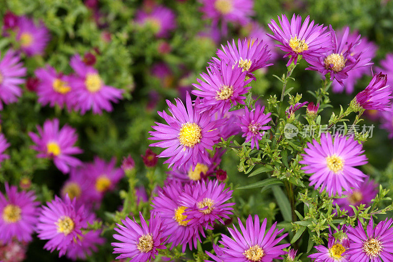 粉色米迦勒节雏菊