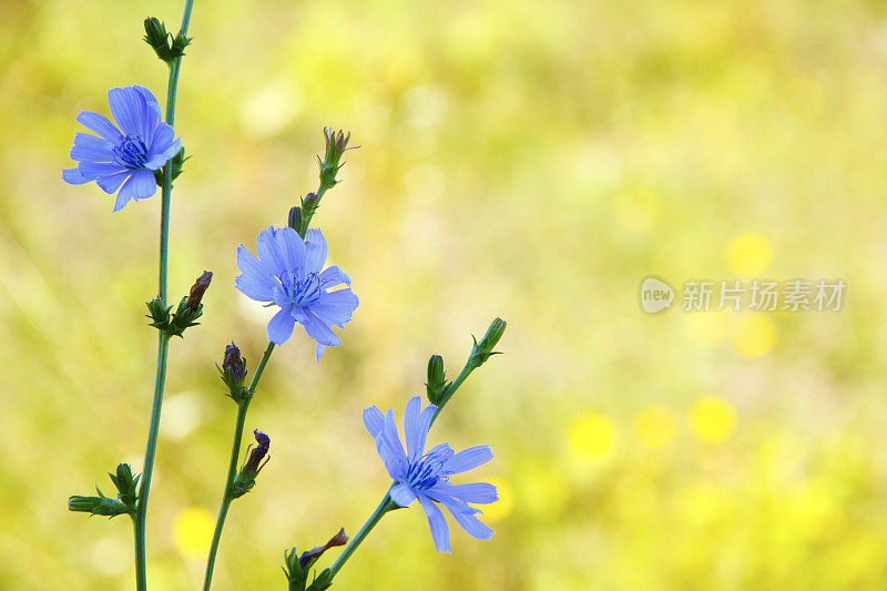 蓝色的花