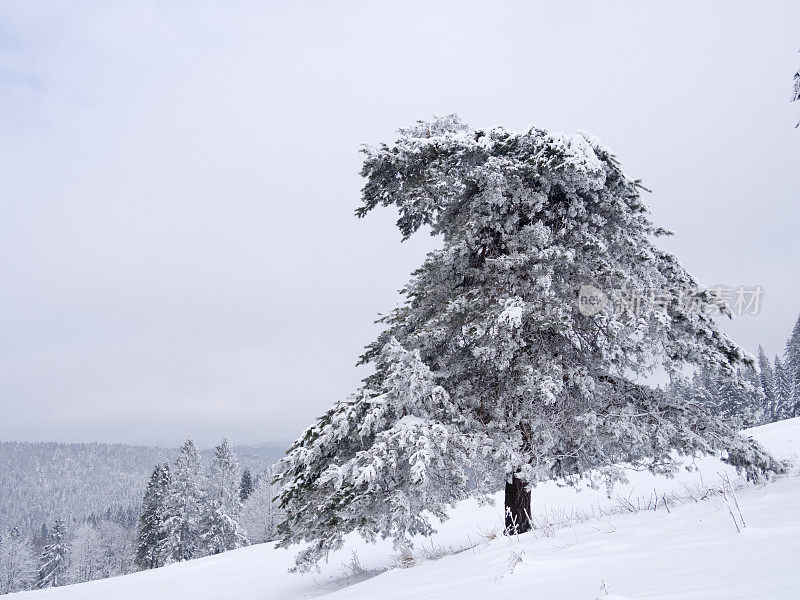 松树被雪覆盖的背景是冬天的山脉