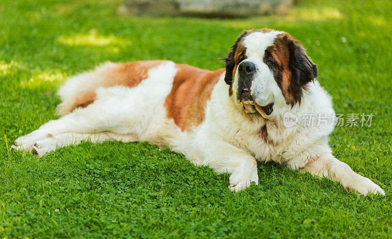 圣伯纳德犬