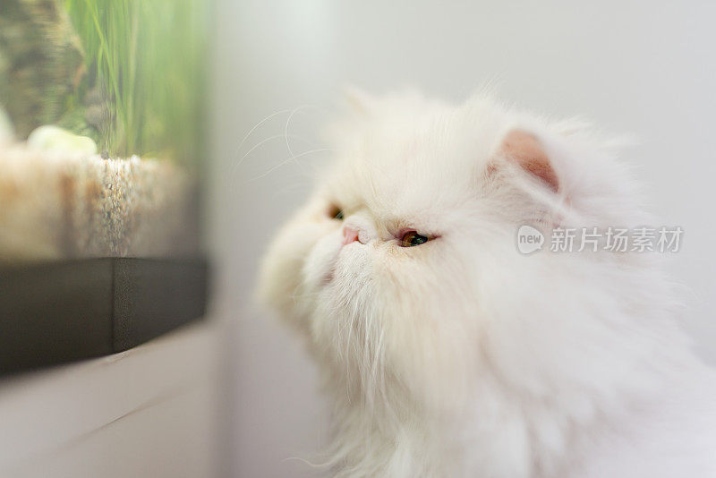 波斯白猫在看鱼缸