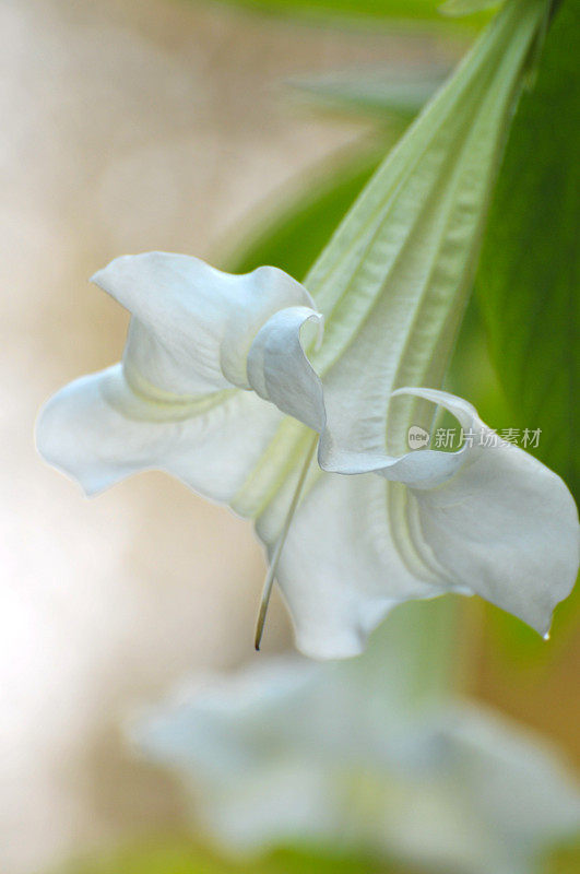 白色的牵牛花