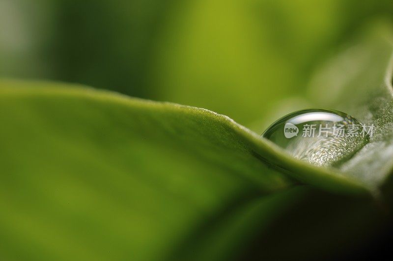 带雨滴的叶子