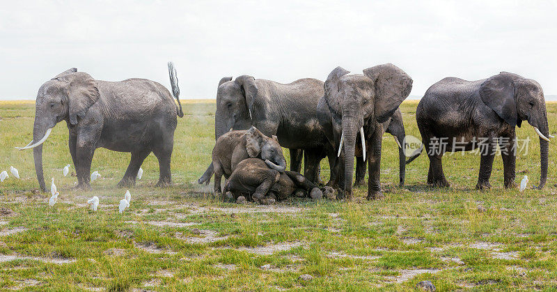 年轻的大象在父母的保护下用灰尘清洁，以防捕食者