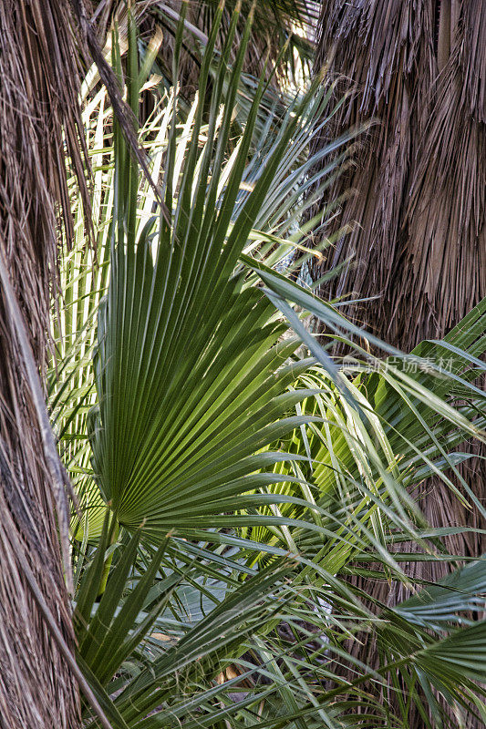 背光加利福尼亚棕榈叶