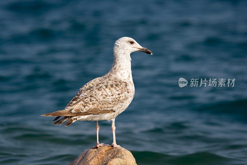 海鸥