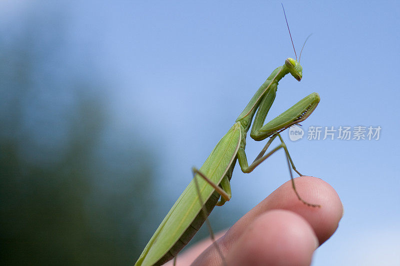 手里拿着螳螂