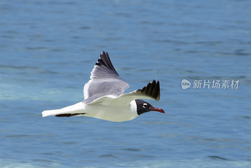 笑着海鸥飞行