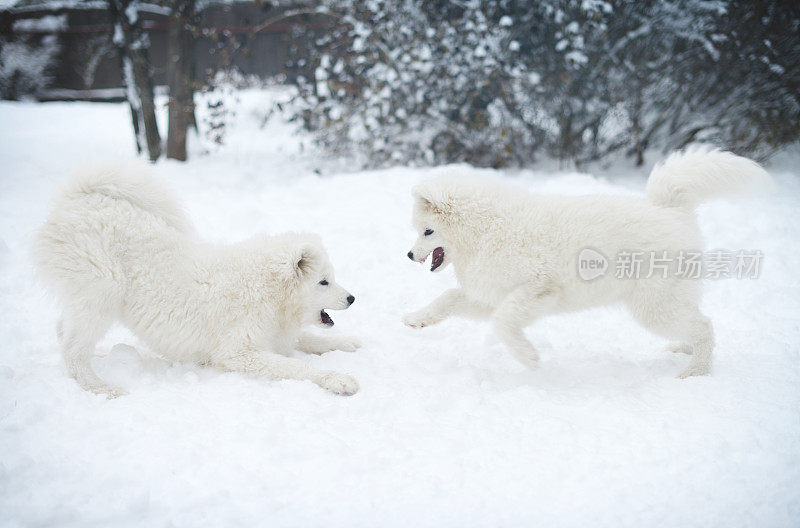 两只小狗萨摩耶狗在雪中玩耍