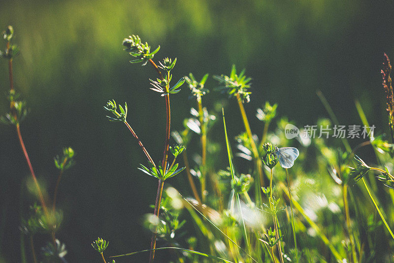 春天的草地，阳光下的小蝴蝶