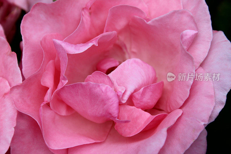 淡粉色的玫瑰，玫瑰色的花朵，模糊的花园背景