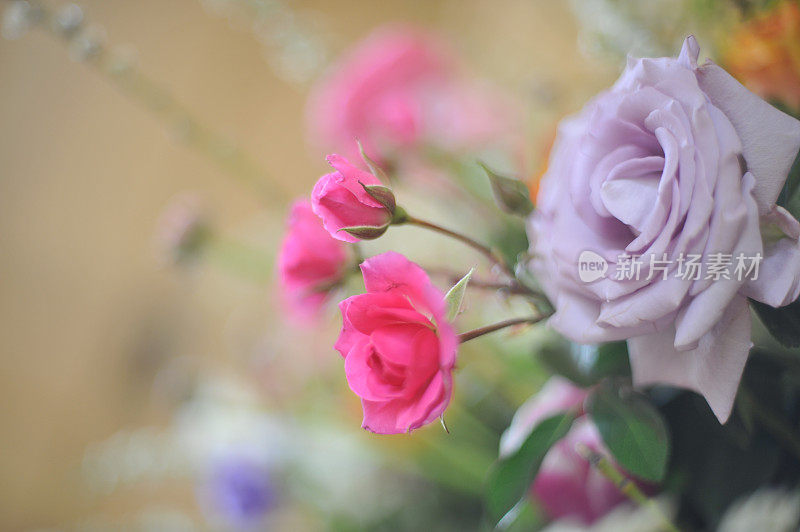 美丽的花朵