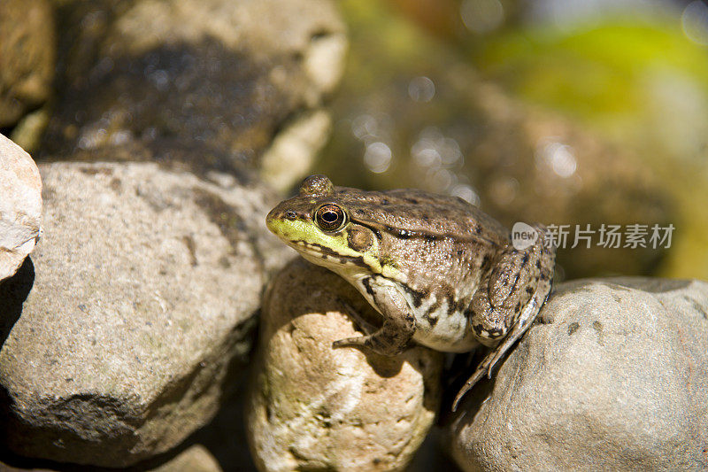 青蛙在岩石上