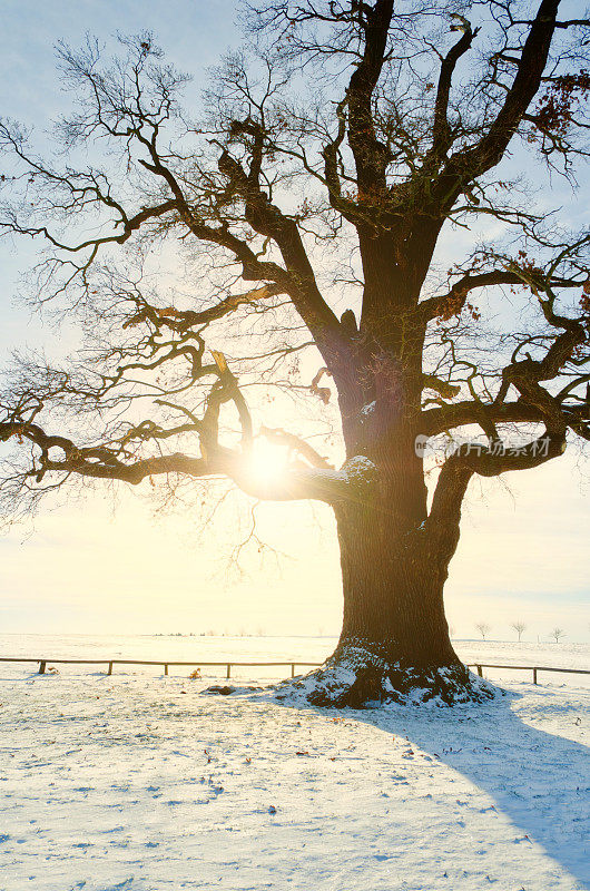 冬日阳光下的单橡木