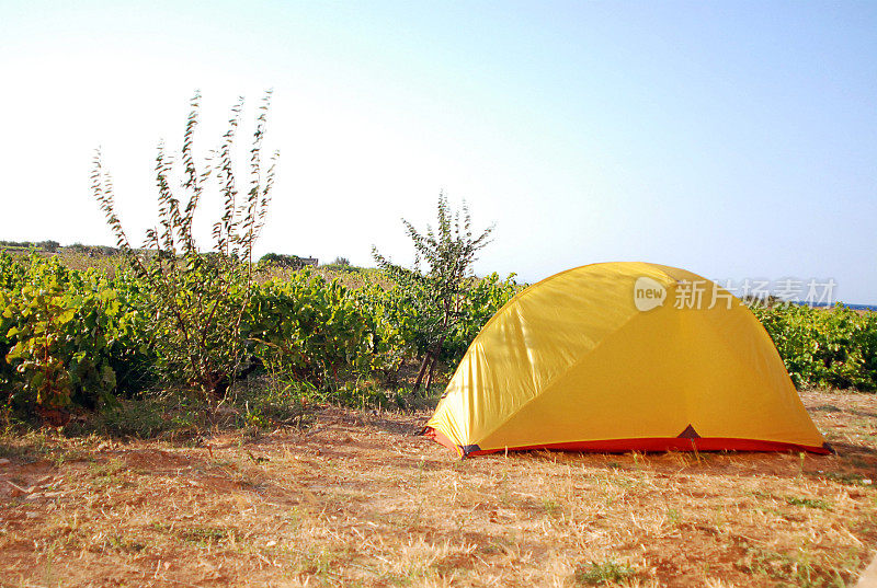 露营帐篷旁边的葡萄园