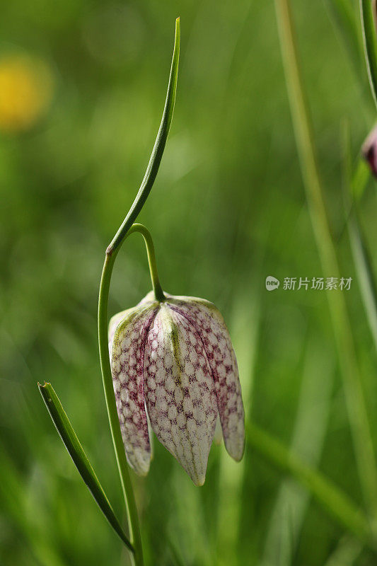 蛇头贝母花