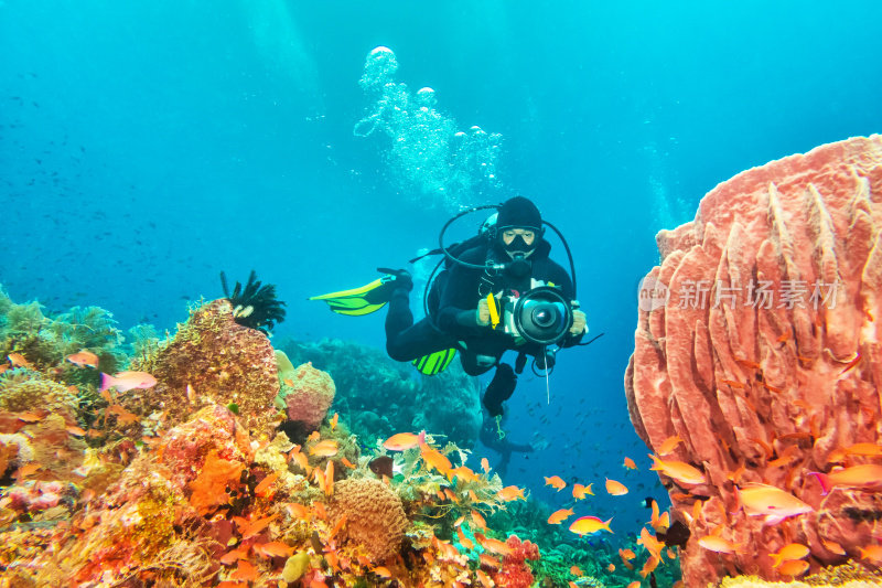 印度洋-太平洋的水下摄影师