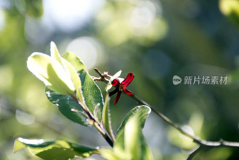 渡边菊粘胶(Akeake)雄花