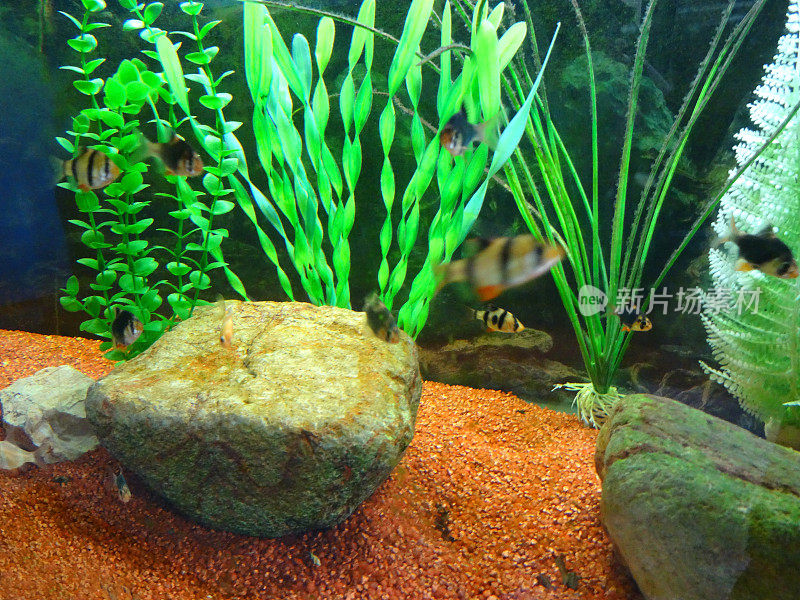 热带水族鱼缸形象，塑料植物，砂砾，老虎倒刺