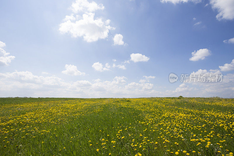 黄色的蒲公英田直到阳光明媚的春天的一天地平线