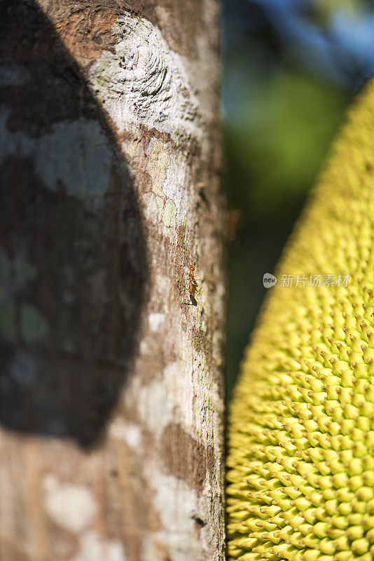 菠萝蜜树上的蚂蚁
