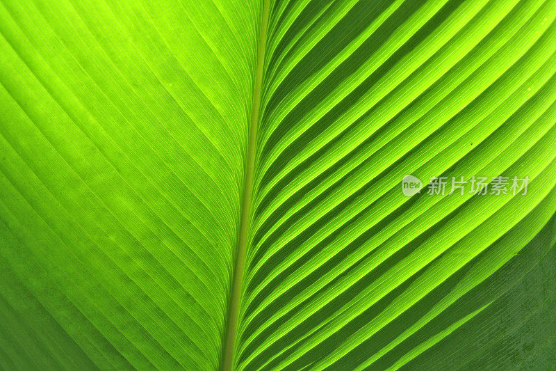 危地马拉热带雨林中的芭蕉叶