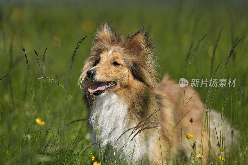 场上狗的特写镜头