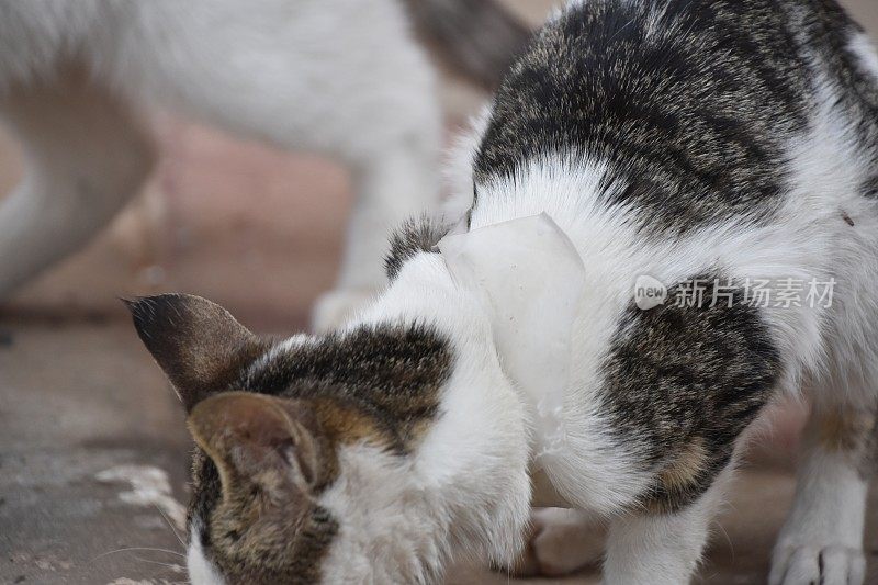 被困在塑料袋里的流浪猫