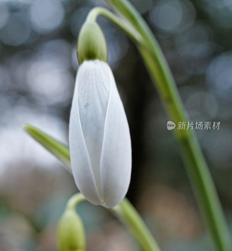 雪花莲