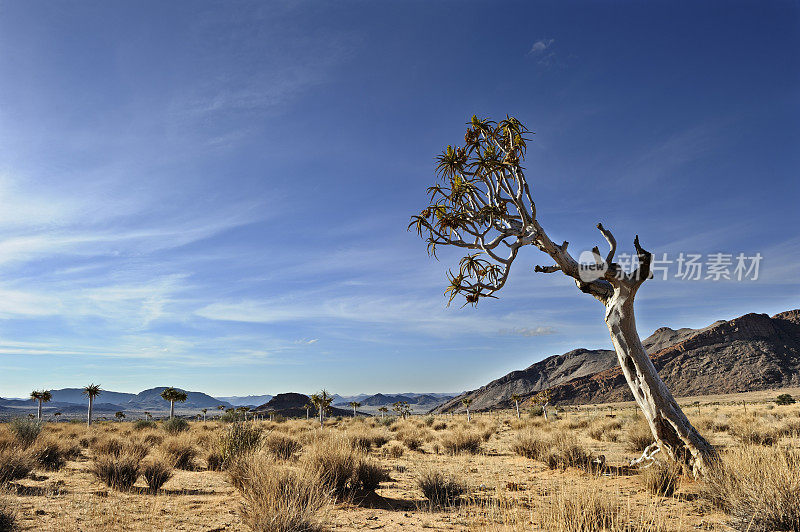 在沙漠景观中倾斜的箭袋树
