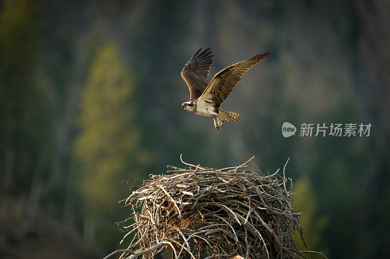 鱼鹰在巢上飞行