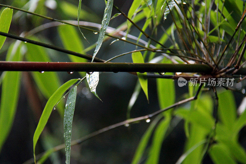 印度尼西亚:热带雨林中的晨露