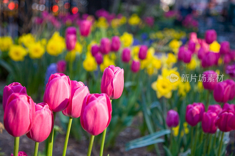 城市花园:郁金香和水仙花