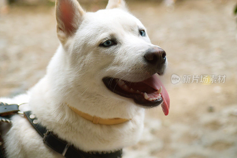 西伯利亚雪橇犬