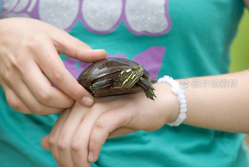 女孩的手上握着一只彩绘乌龟