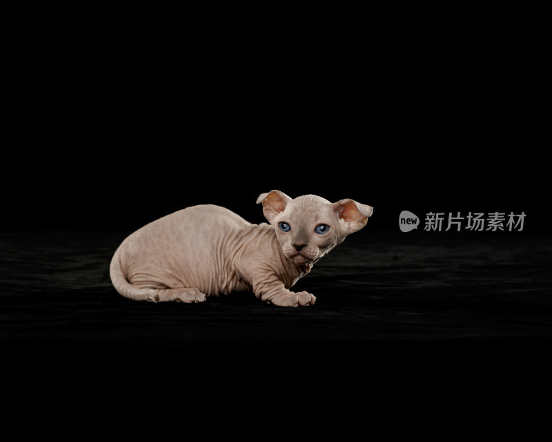 Sphynx猫