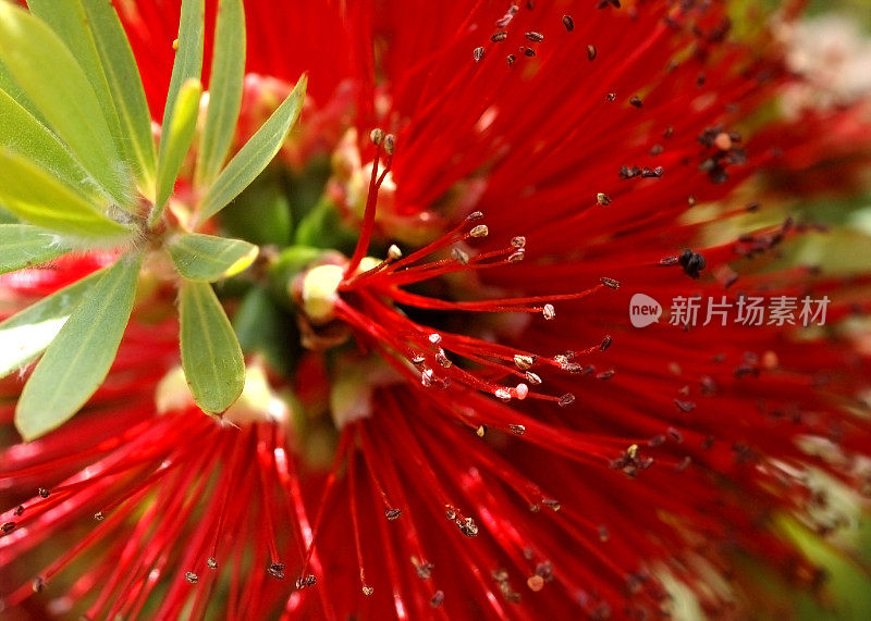 洗瓶刷花