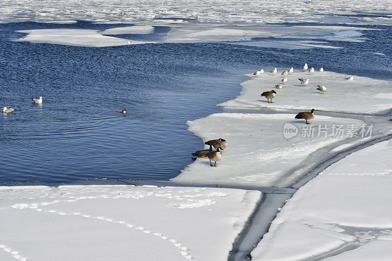 密歇根湖上的鸭子和鹅。