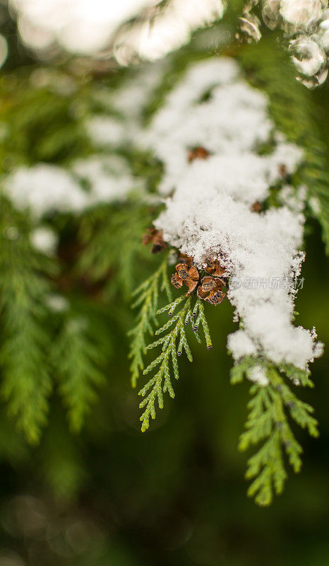 松树上的雪