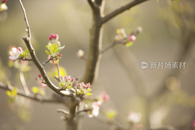 苹果花