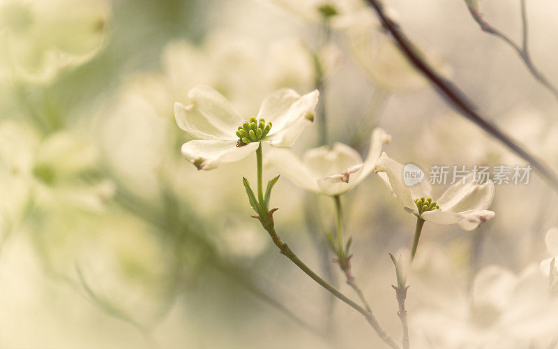 美丽的春天白茱萸花盛开